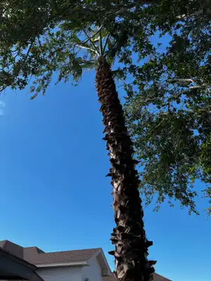 Palm tree after professional trimming