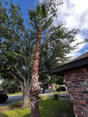 Beautifully trimmed palm tree