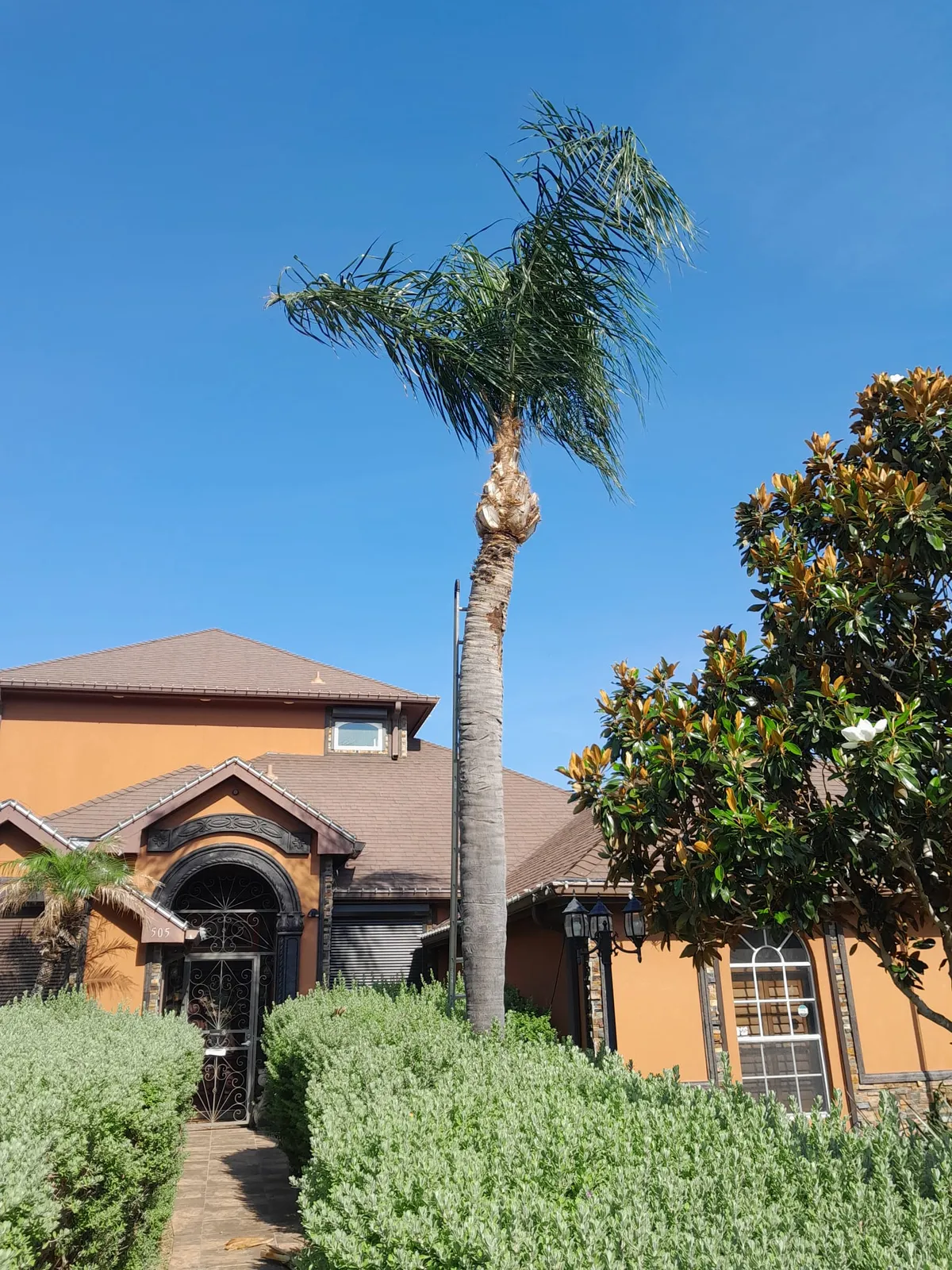 Palm tree maintenance results