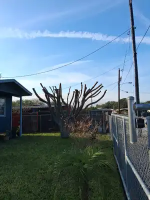 Overgrown tree after maintenance