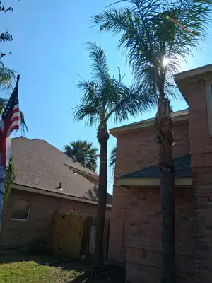 Palm tree after cleanup service