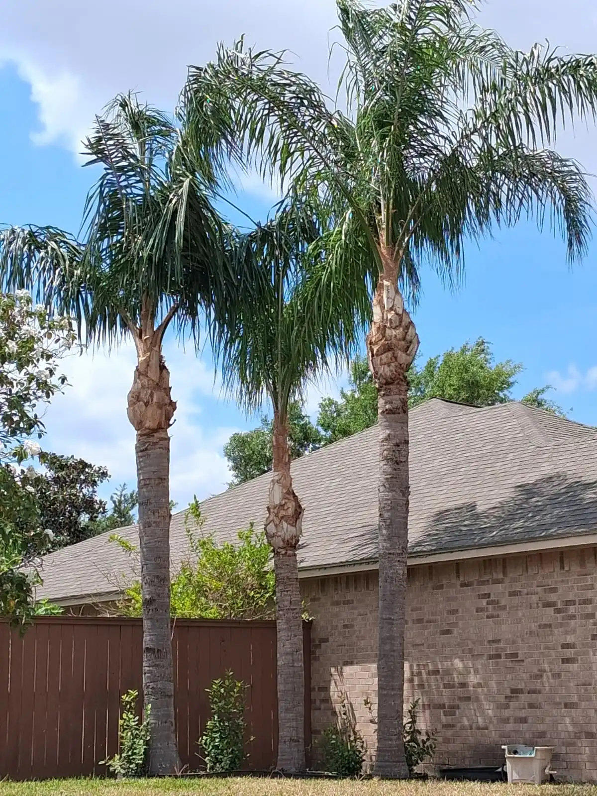 After Our Magic - Tree Trimming