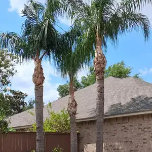 Tree after trimming service