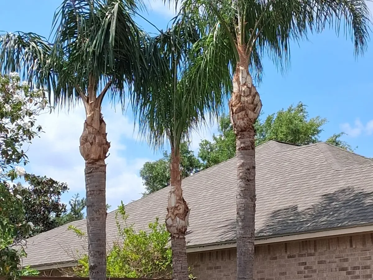 Tree after trimming service