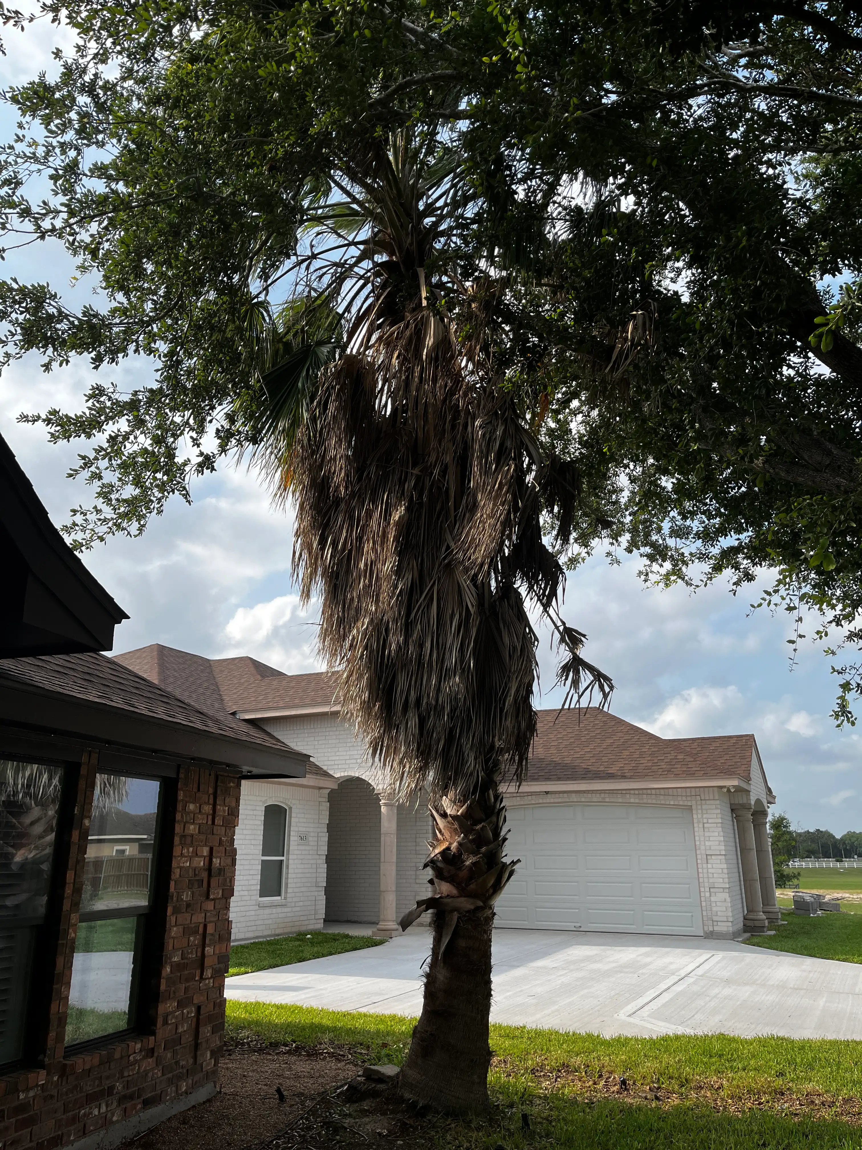 Before Our Service - Palm Maintenance