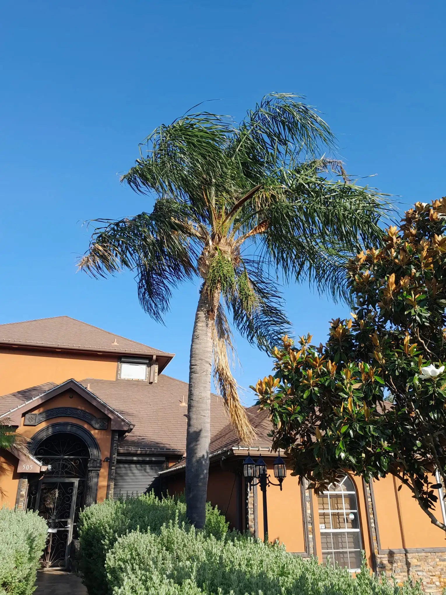 Before Our Service - Palm Trimming