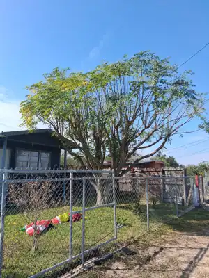 Overgrown tree before maintenance