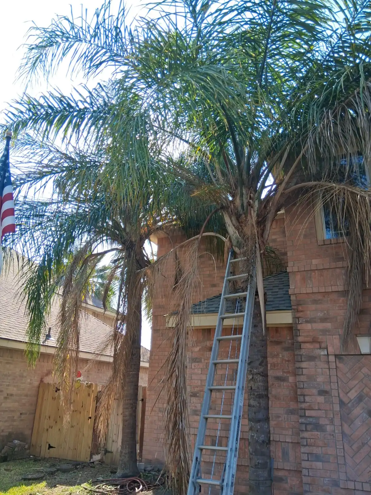Before Our Service - Palm Restoration