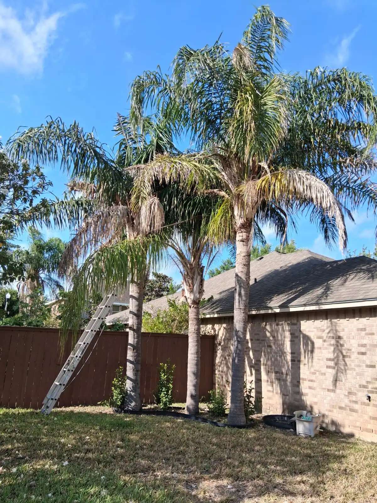 Before Our Service - Tree Trimming