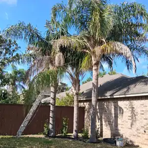 Tree before trimming service