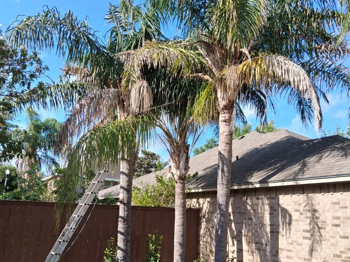 Tree before trimming service