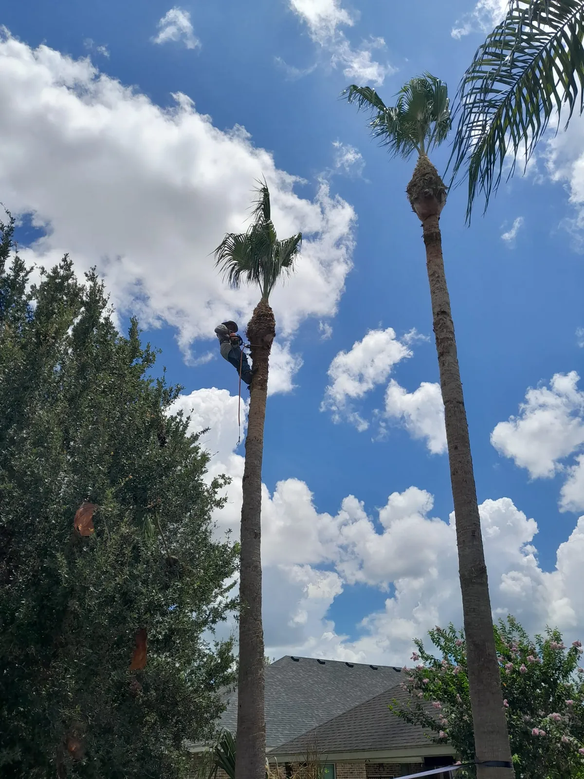 Crew trimming a palm tree