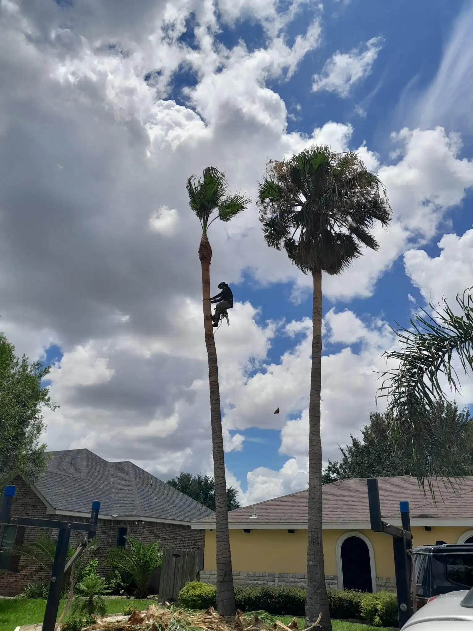 Professional tree and palm trimming service - View 1