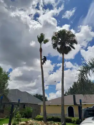 Cutting branches with professional equipment