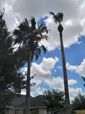 Cleaning up debris after trimming