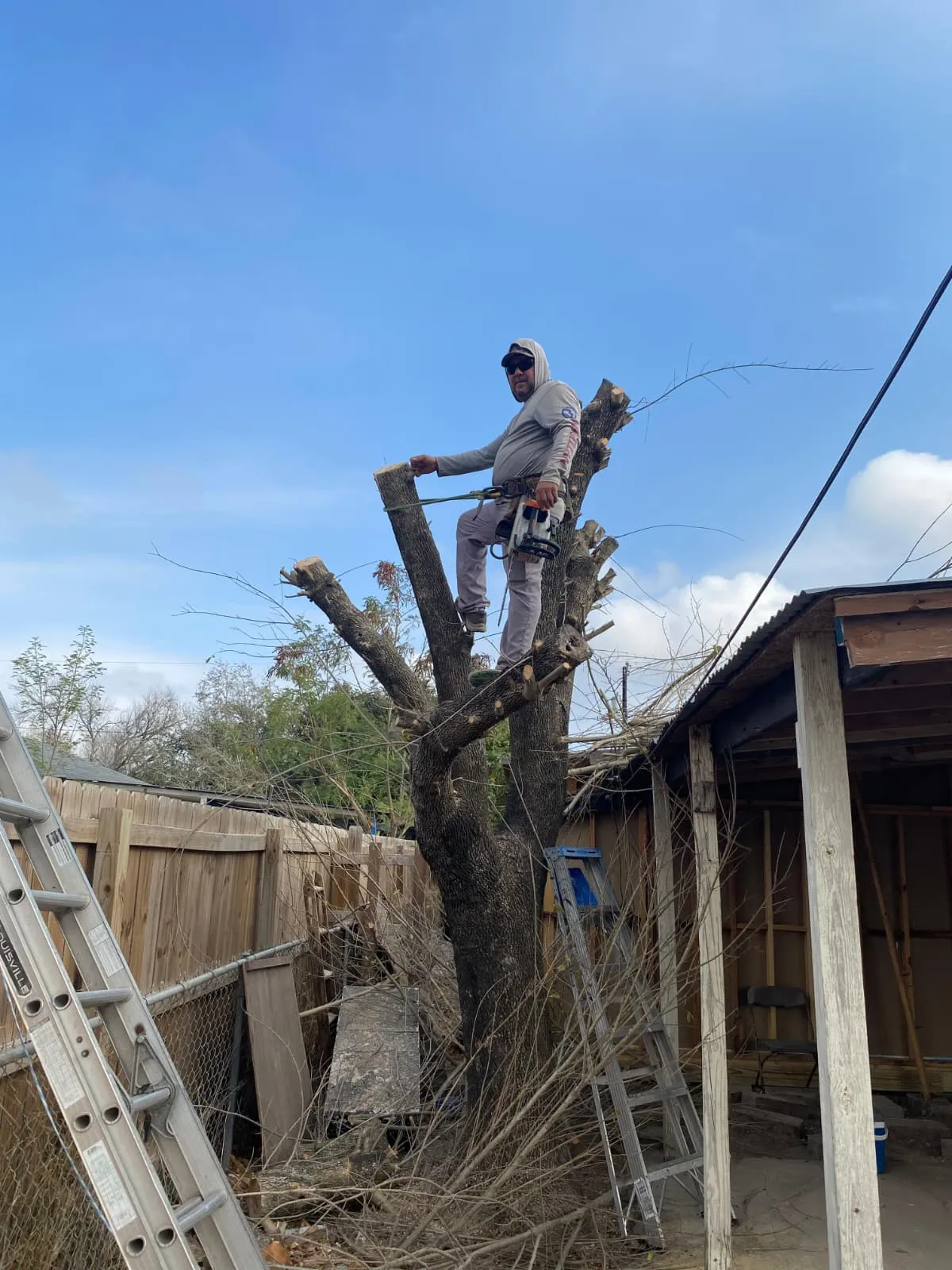 Professional tree removal