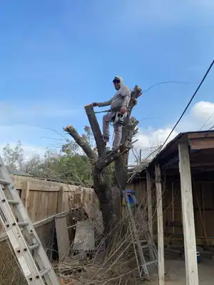 Professional tree removal