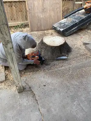 Tree trunk care and removal